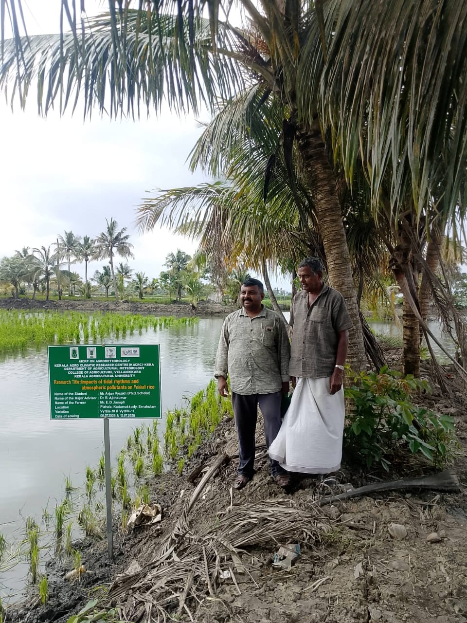 Fertility trial of Vyttila Pokkali seeds at our farm 2026